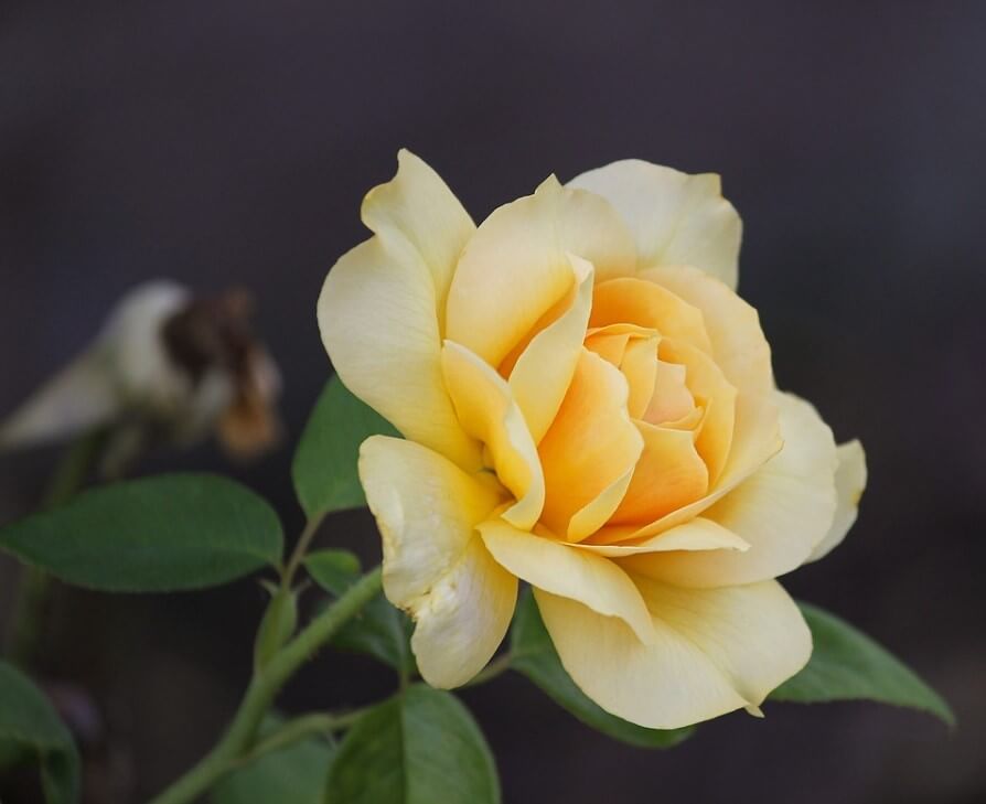 울산대공원장미축제