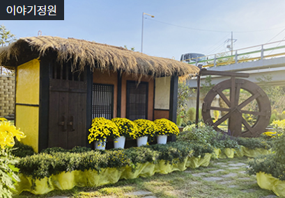 장성황룡강 가을꽃축제