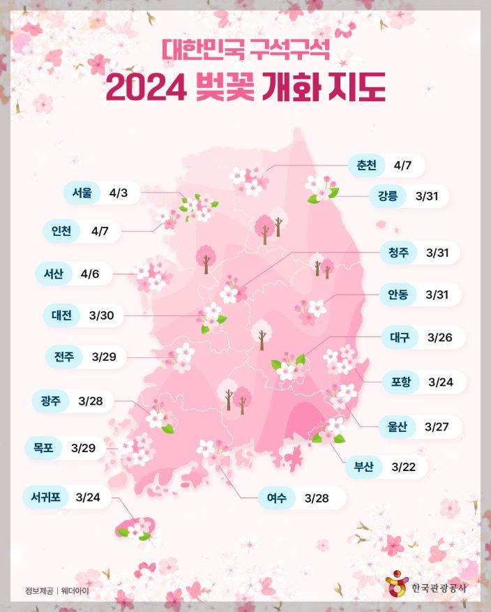 2024 벚꽃 개화 시기와 벚꽃 명소 <진해군항제 정보>