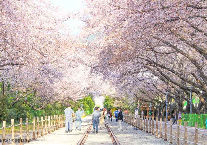 진해군항제