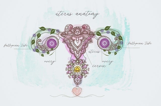 여성의 자궁을 표현한 그림