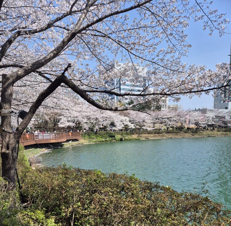 석촌호수 2025년 4월8일 만개한 사진