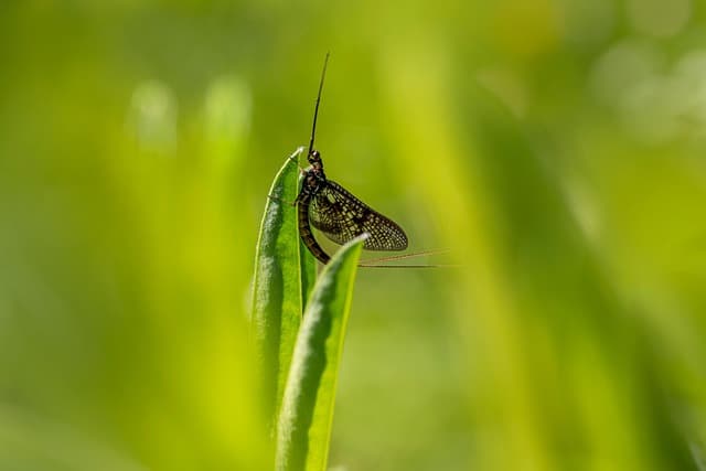 가을벌레 퇴치방법! 스마트하게 퇴치해보자!