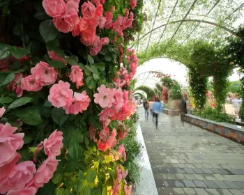 곡성 장미축제_28