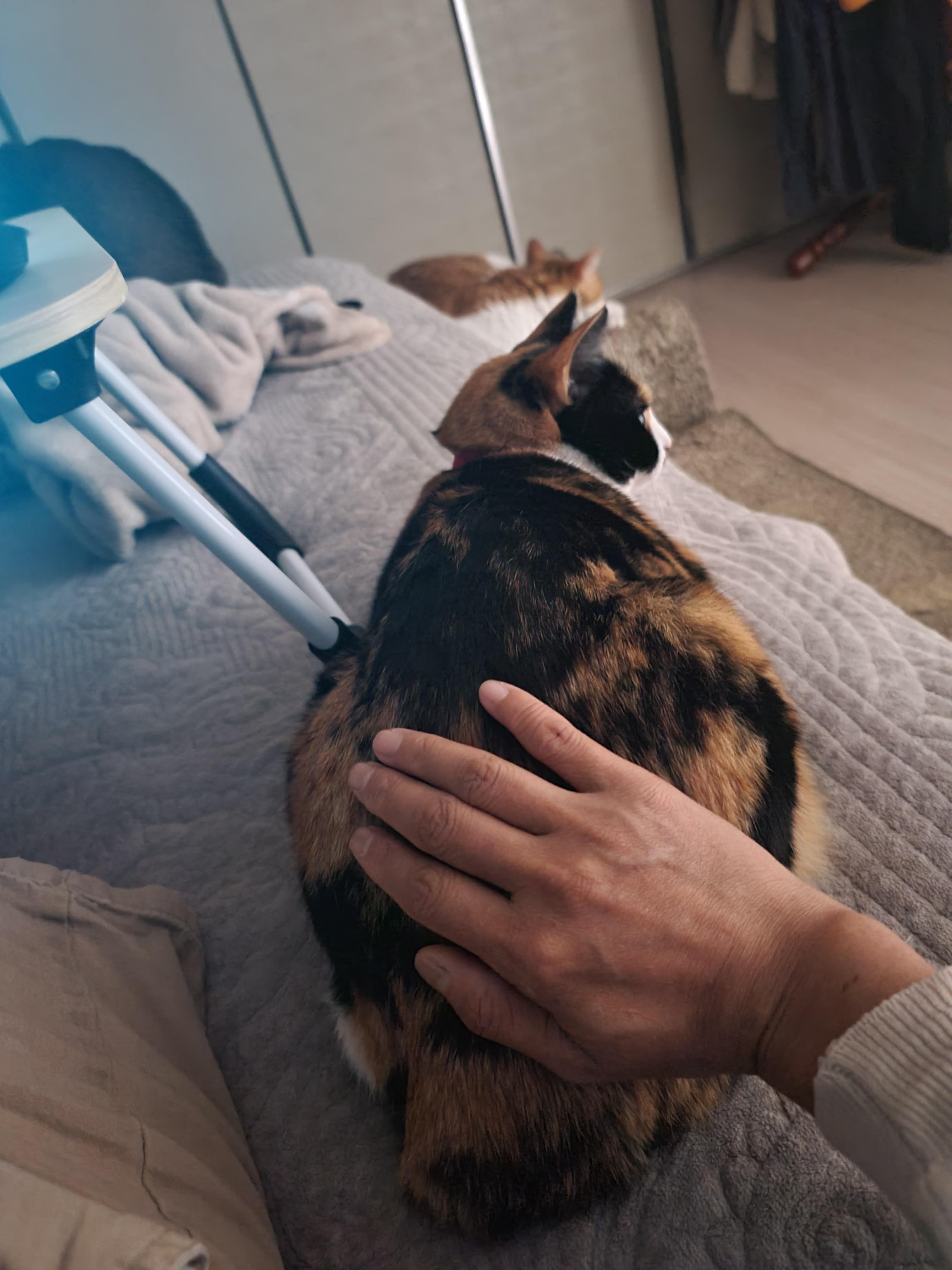 츤데레 다다. 잘때는 항상 엄마옆에 찾아오는 삼색이 고양이 다다.