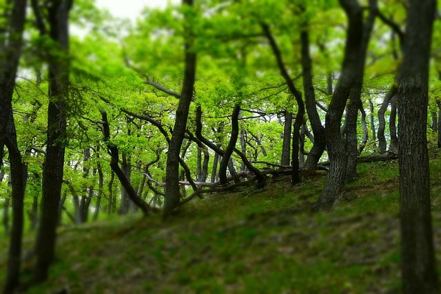 제주시 대표 숲길 6선 안내