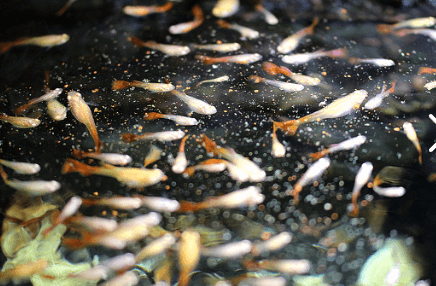 직장인 구피 먹이 주는 방법