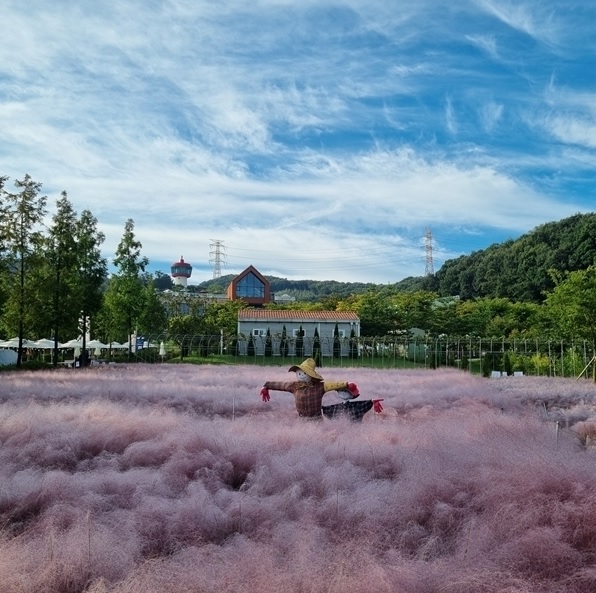 용인 자작나무숲 가을꽃축제