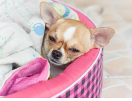 노견 마지막 순간