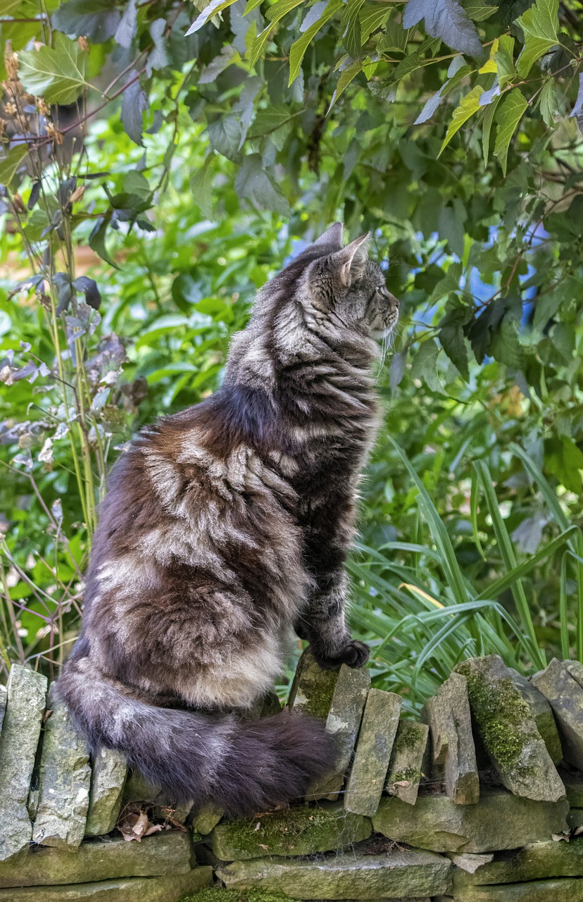 Maine Coon5