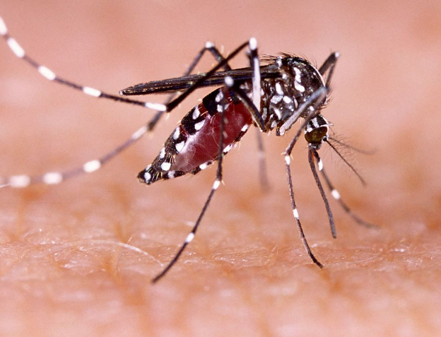 뎅기열 흰줄숲모기