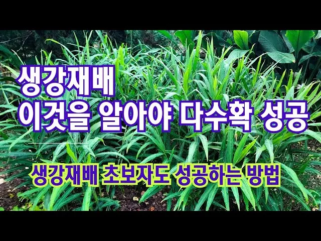 생강 재배 씨눈 맞추기 보온 피복 수확 건조_7