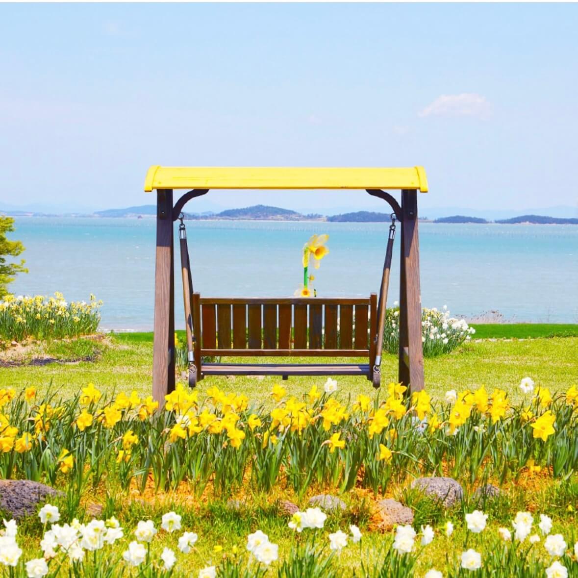 신안 선도 수선화 축제