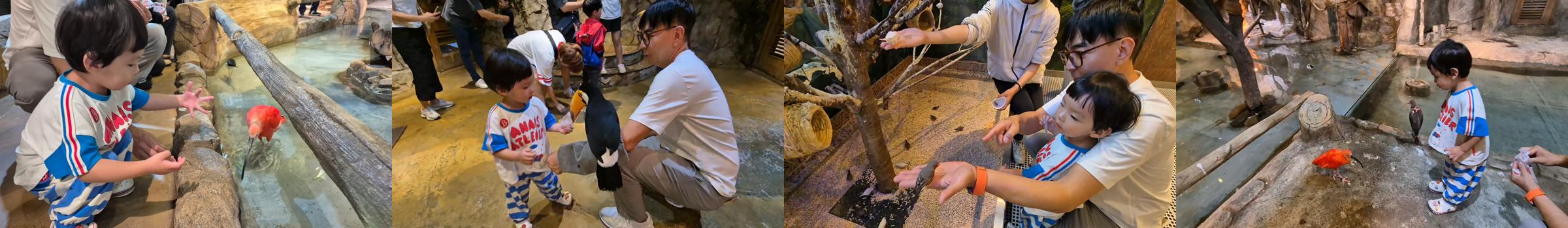 주렁주렁 영등포점에서 다양한 새들과 교감하는 아이. 홍따오기, 토코투칸, 작은 새들과 직접 손으로 먹이를 주며 즐거워하는 순간들을 한 장의 콜라주로 담은 사진