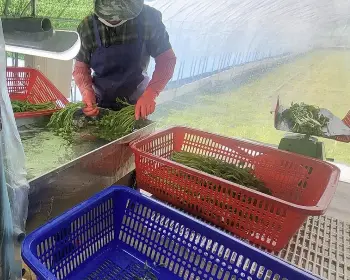 원동 미나리축제_7