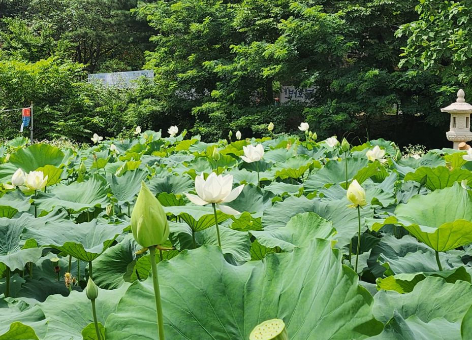 봉선사 템플스테이