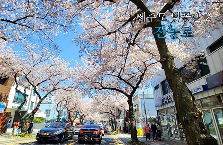 제주 벚꽃길