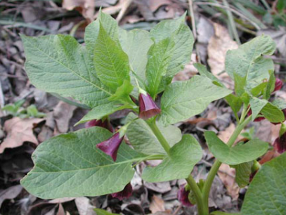 진통제나 경련 완화제로 활용