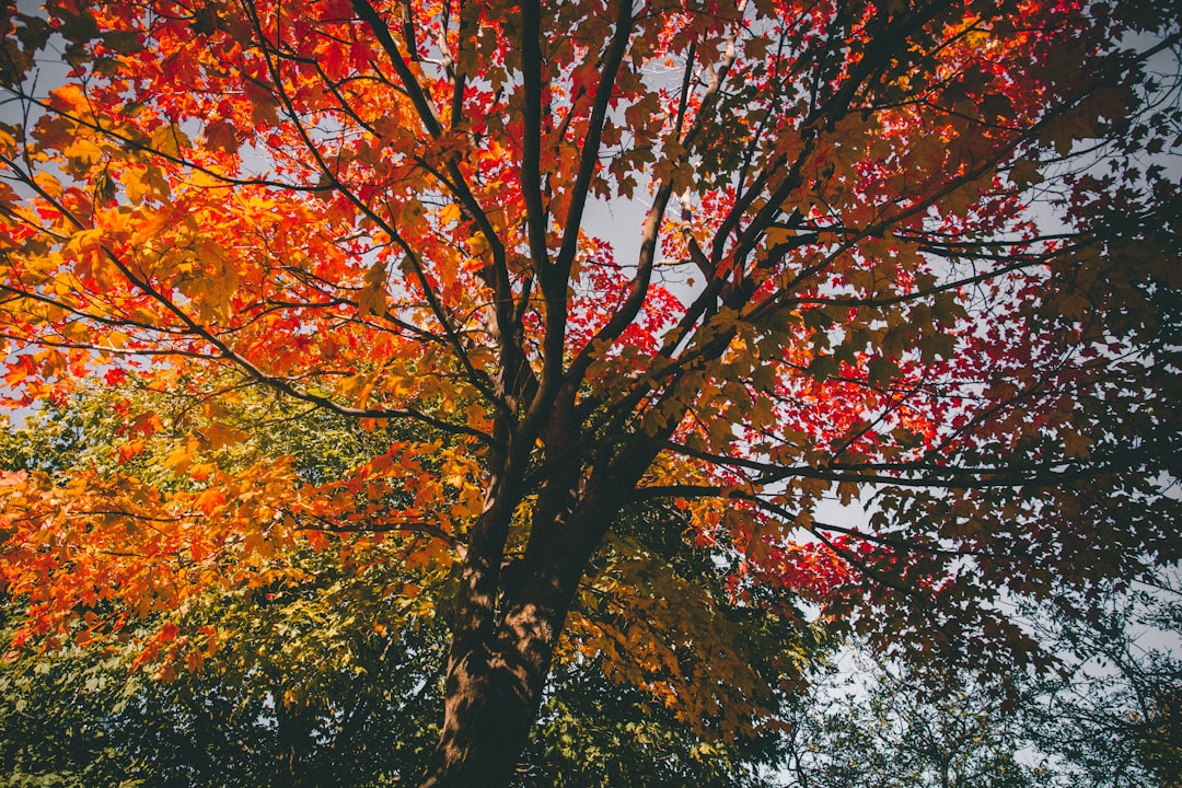 Autumn
