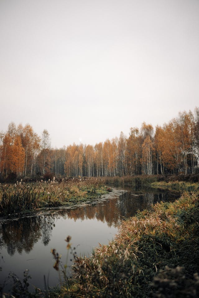내장산 단풍 명소 완전 정리