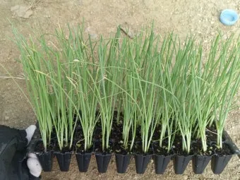 텃밭 대파 키우는 방법 파종 시기_9