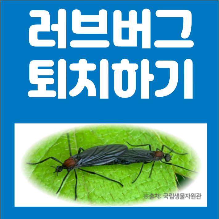 러브버그 퇴치하기