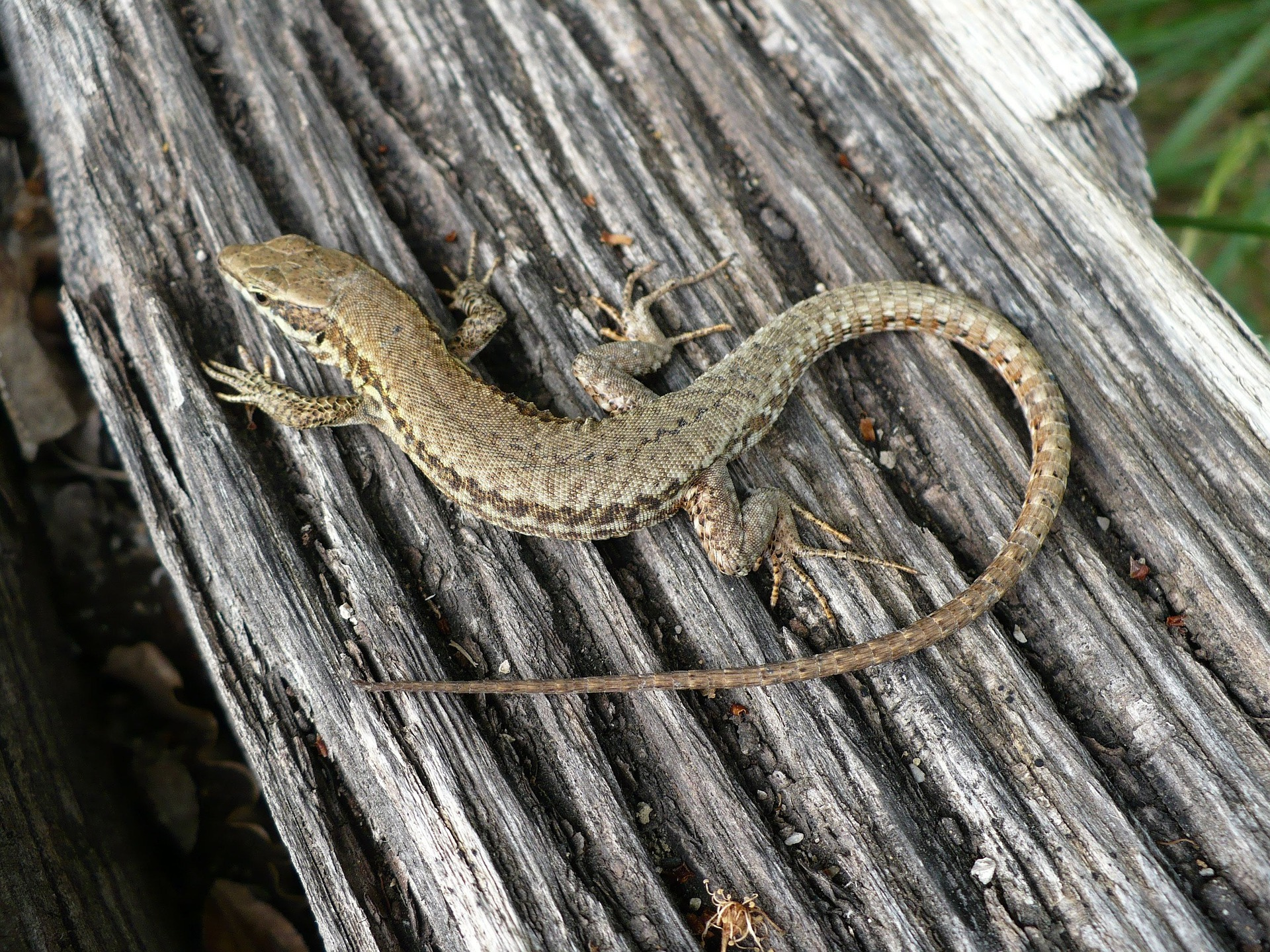 러브버그 뜻 출몰시기 수명 천적