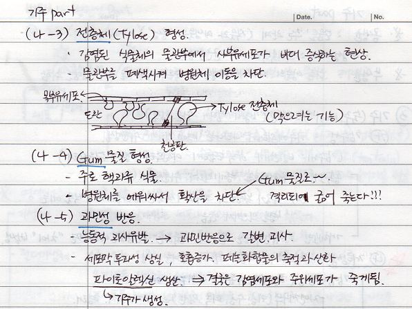 전층체&#44; Gum물질형성