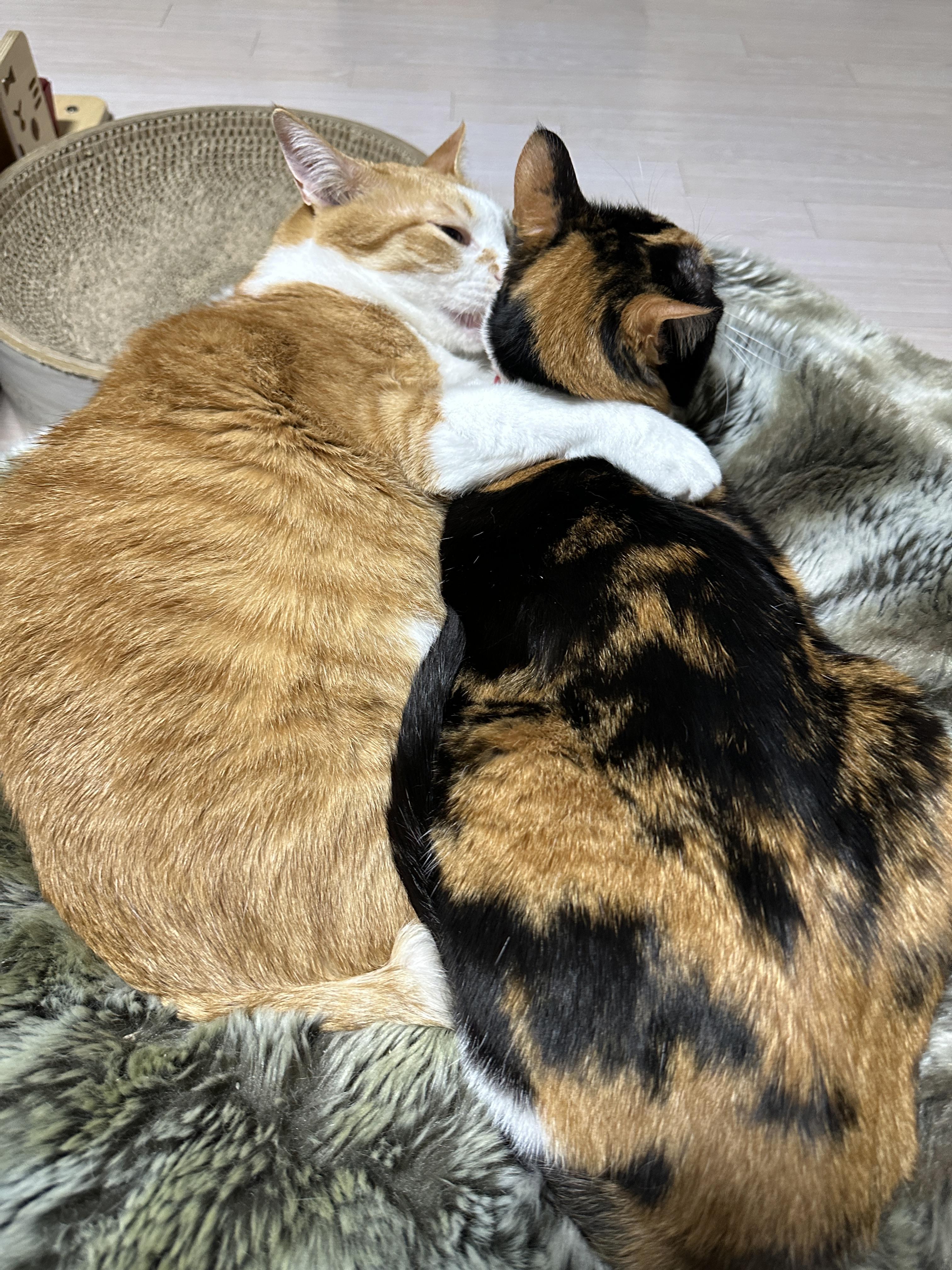 다다를_끌어_안고_그루밍_해주는_호야