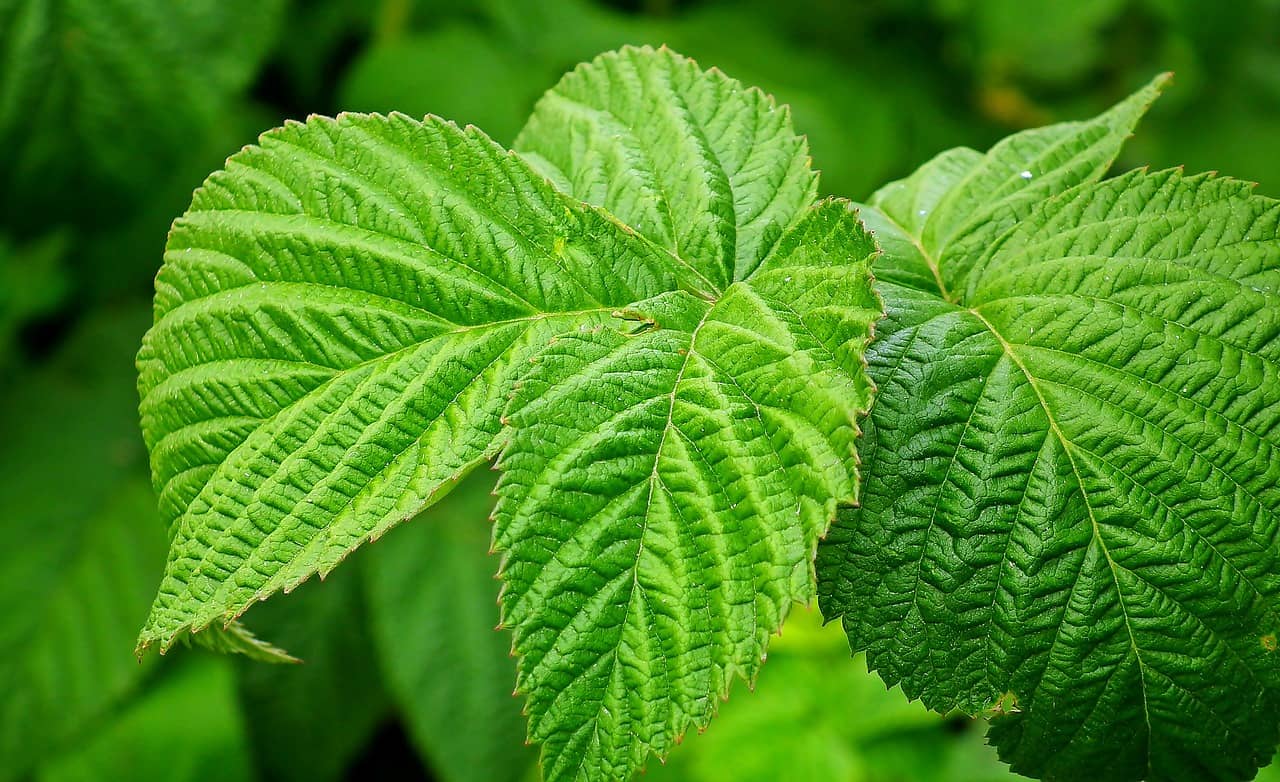 생리통에좋은차,생강차효능,쑥차효능,카모마일차효능,페퍼민트차효능,라즈베리잎차효능,생강차부작용,쑥차부작용,카모마일차부작용,페퍼민트차부작용,라즈베리잎차부작용