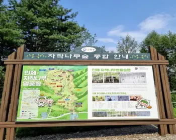 인제 자작나무숲_11