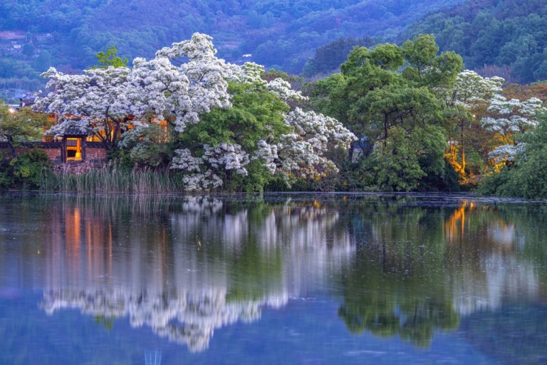 밀양 위양지 이팝나무 만발한 사진