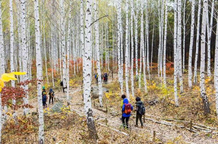 인제 자작나무숲