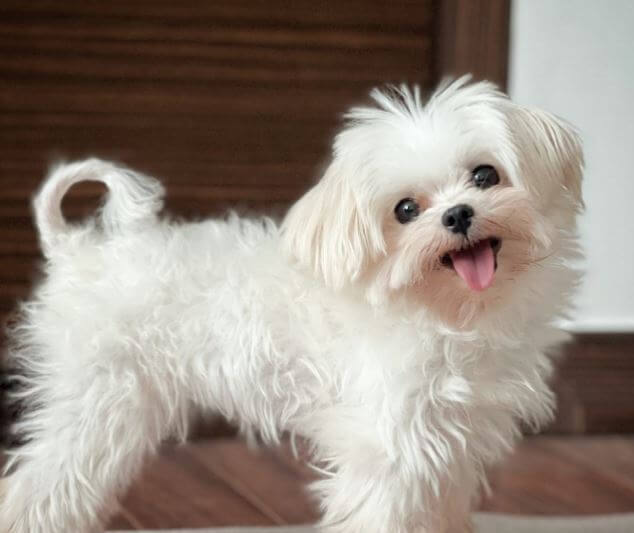 남보라 강아지 머털이