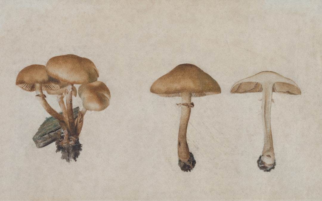 Identification