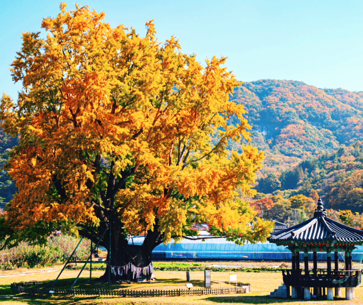 금산 요광리 은행나무
