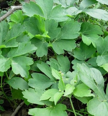 방풍나물 효능 부작용 요리 고르는법 칼로리