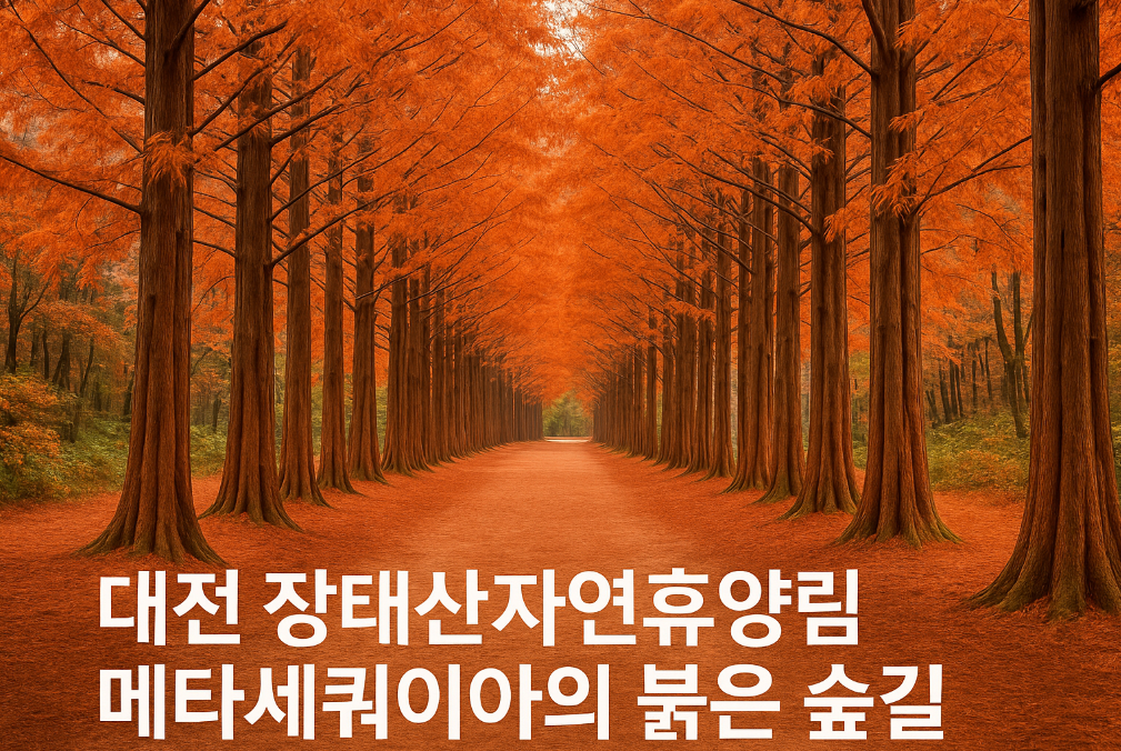 대전 장태산 메타세쿼이아 절정 포인트 공개