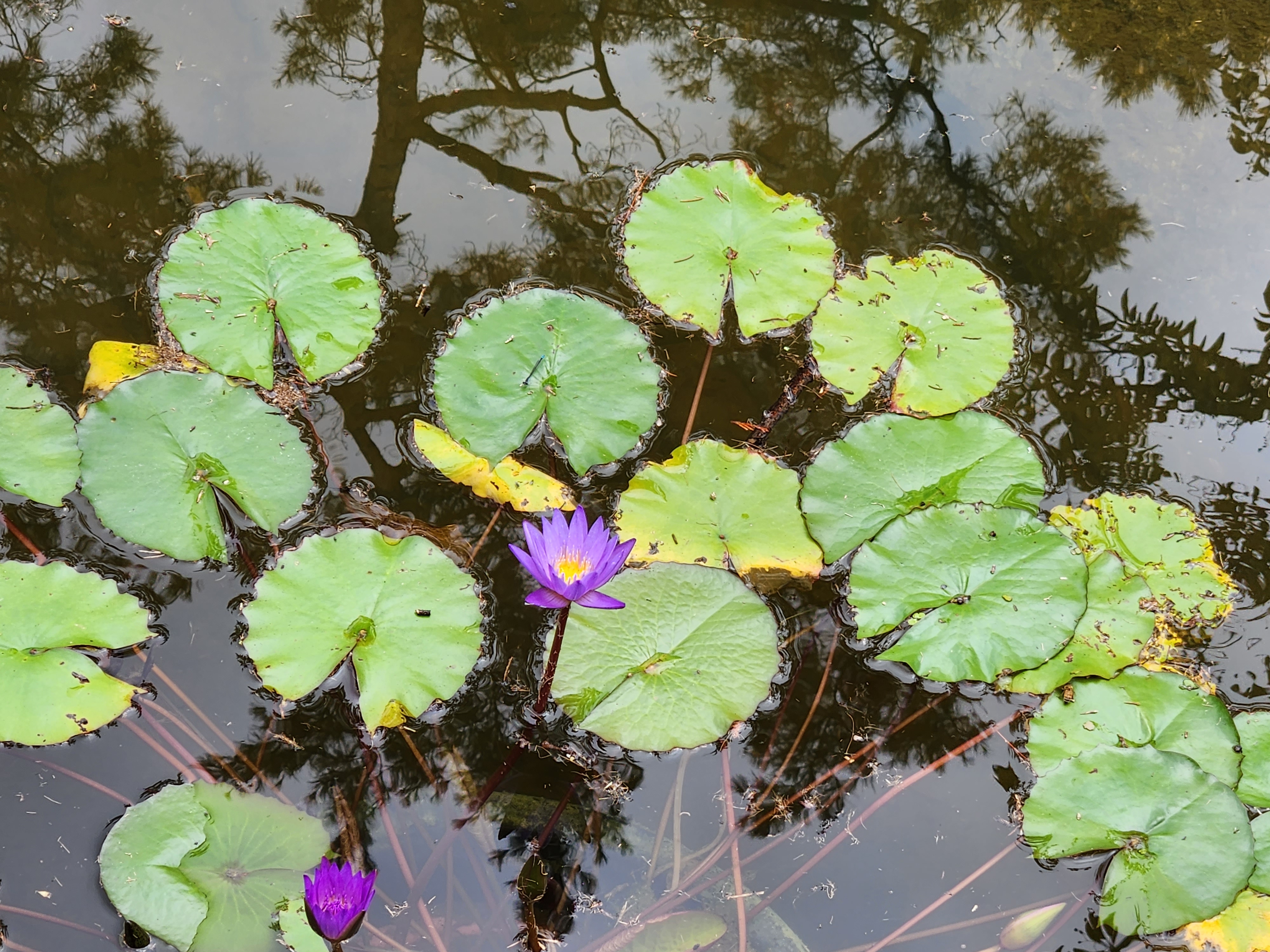 수련