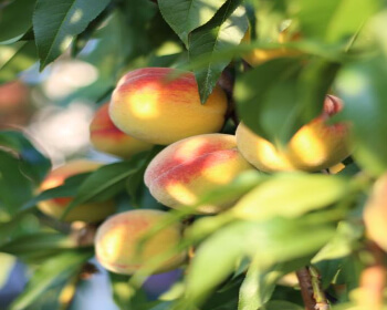 조치원 복숭아 축제_9