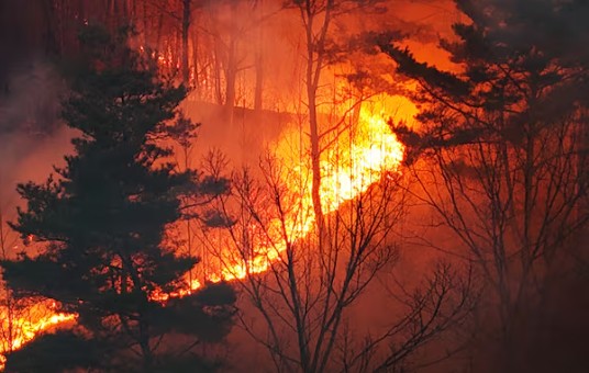 영양 산불 관련 사진