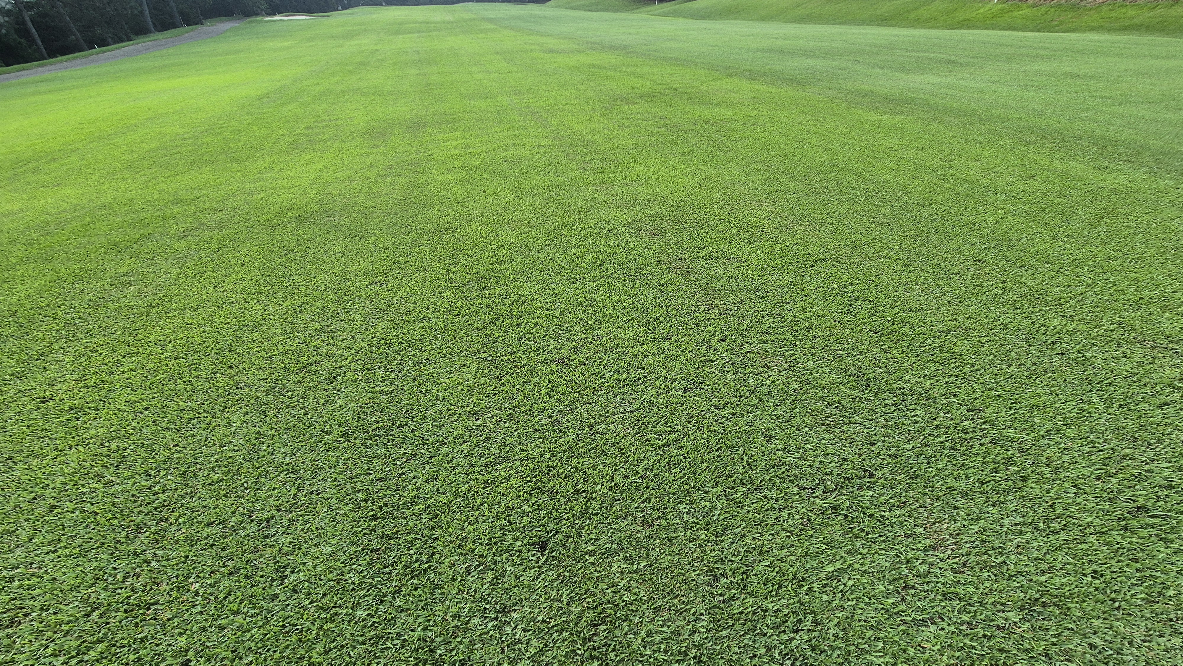 도고cc 코스 관리상태