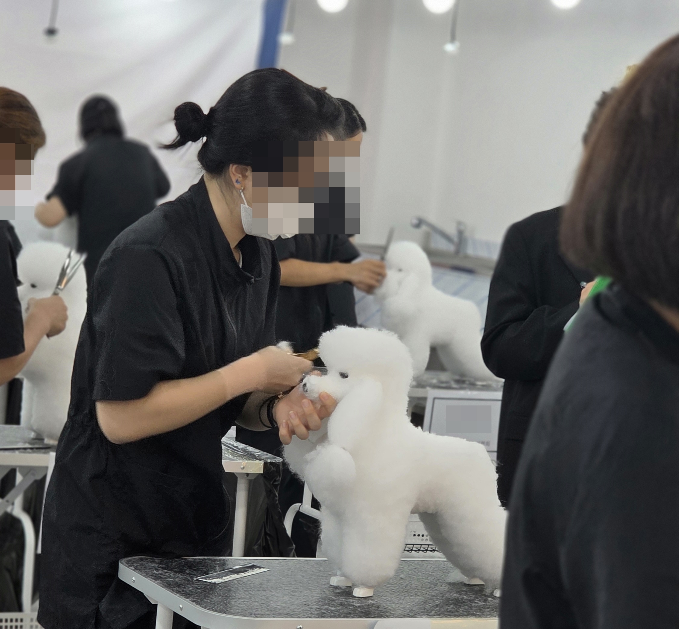 애견미용사자격증비용