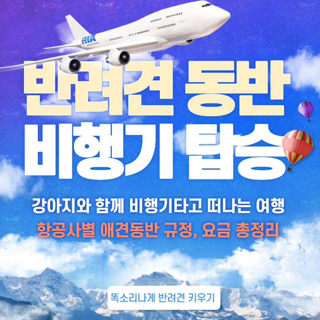 반려견 동반 비행기 탑승 애견동반 비행기 탑승