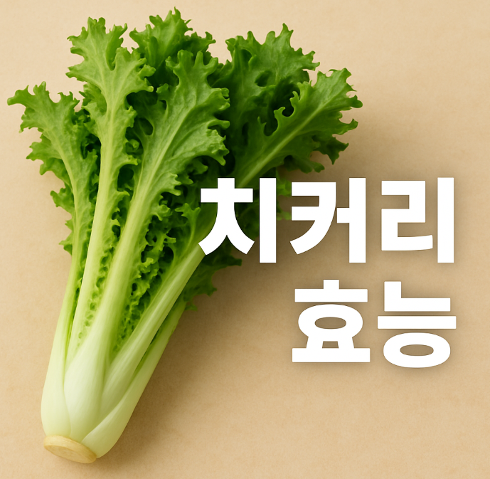 치커리 효능