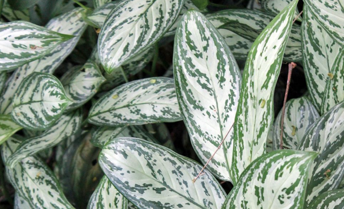 아글라오네마 실버퀸