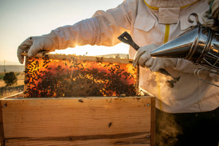 꿀 건강법 (요거트조합, 마늘생강, 천연벌꿀)