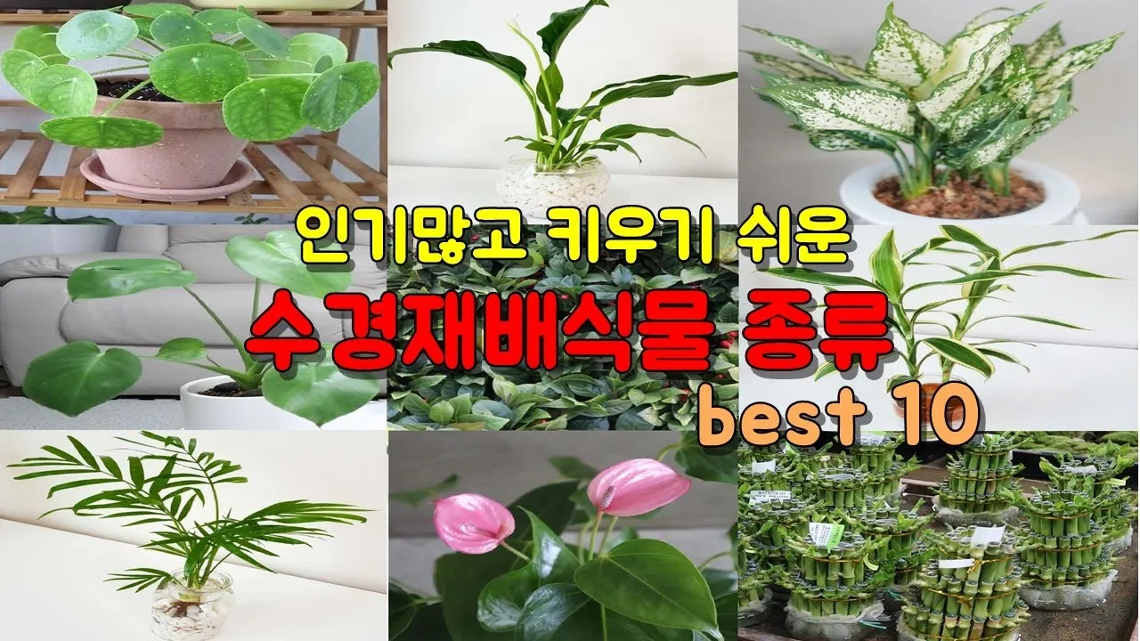 물에서 키우는 실내 식물 추천_1