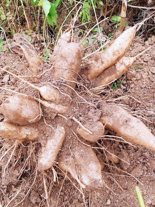 6시내고향 강원 횡성 붉은 야콘 당뇨에 좋은 땅속의 배 파는 곳 전국 택배 온라인 전화 주문 추천