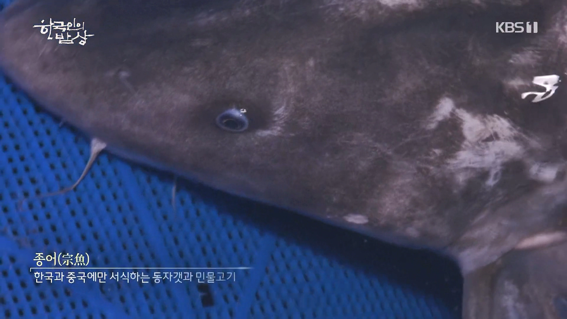 종어 물고기